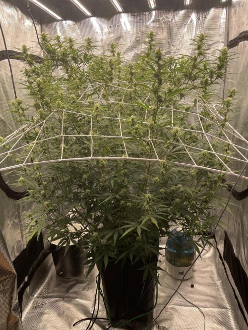 DWC Permanent Jealousy XL auto (Monster). Week 7
