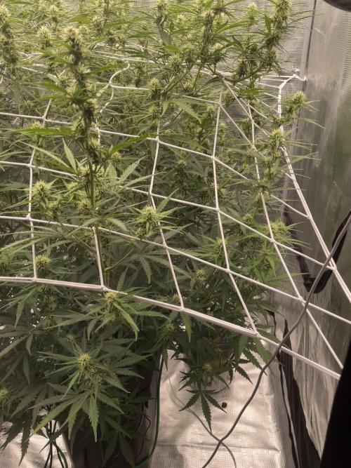 DWC Permanent Jealousy XL auto (Monster)