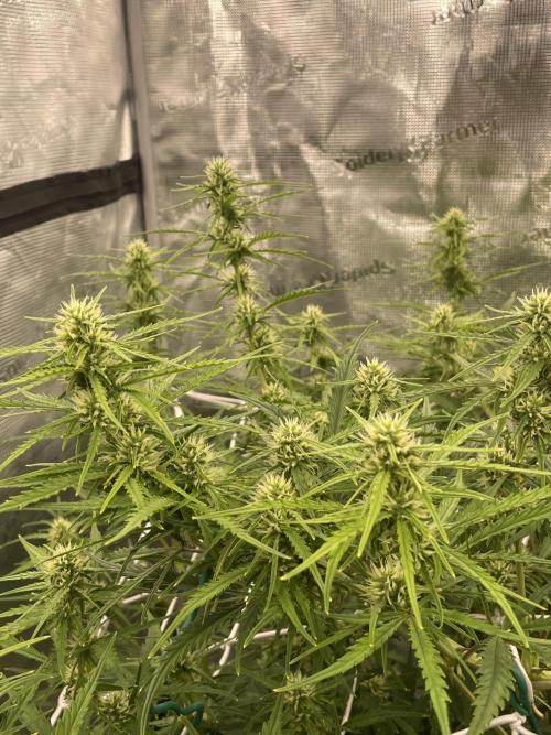 DWC Permanent Jealousy XL auto (Monster). Week 7