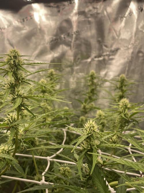DWC Permanent Jealousy XL auto (Monster). Week 7