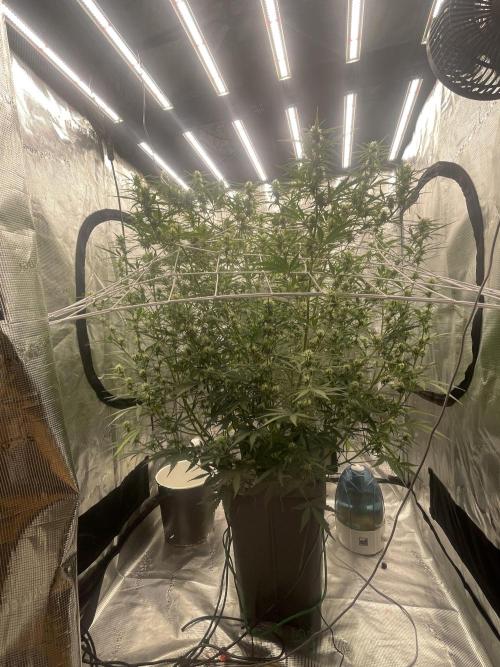 DWC Permanent Jealousy XL auto (Monster). Week 7