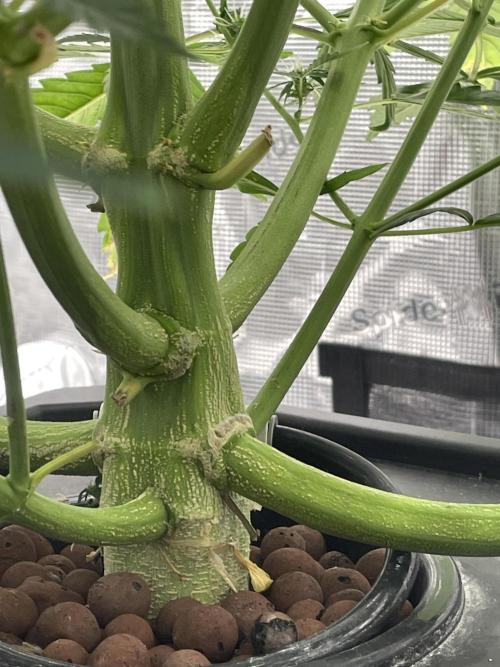 DWC Permanent Jealousy XL auto (Monster). Week 7