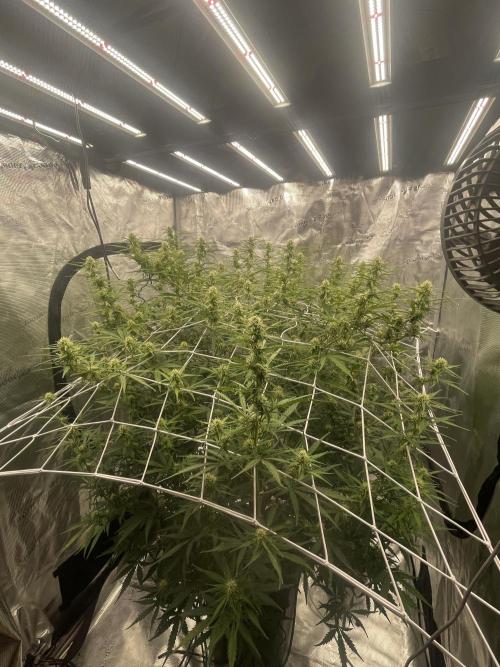 DWC Permanent Jealousy XL auto (Monster). Week 7