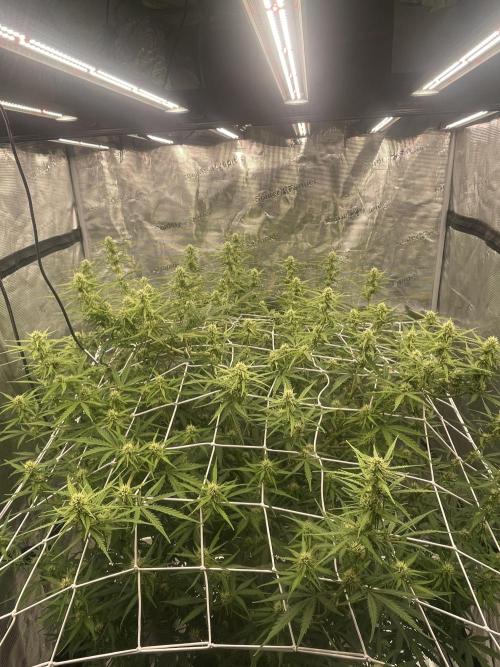 DWC Permanent Jealousy XL auto (Monster). Week 7