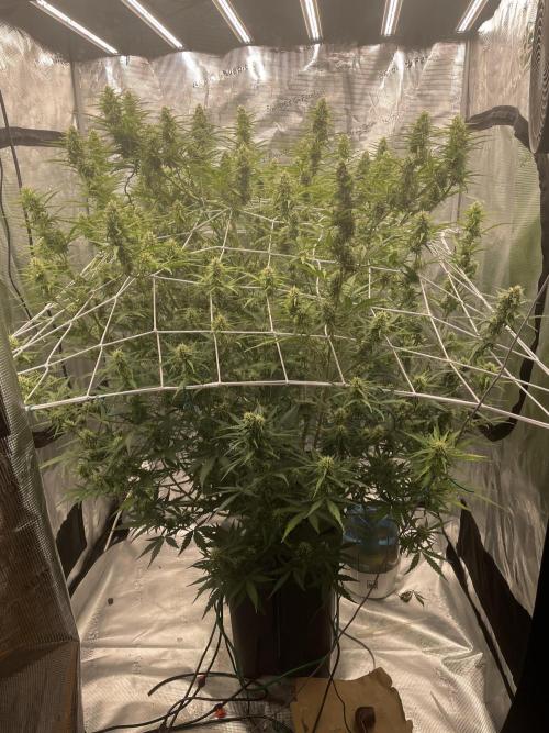 DWC Permanent Jealousy XL auto (Monster). Week 8