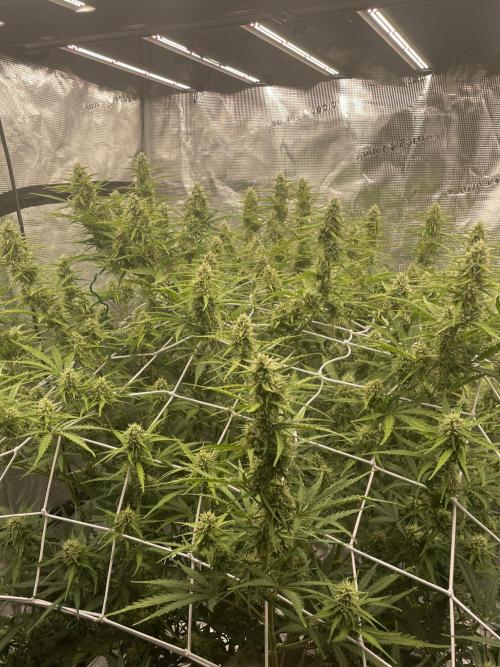 DWC Permanent Jealousy XL auto (Monster). Week 8