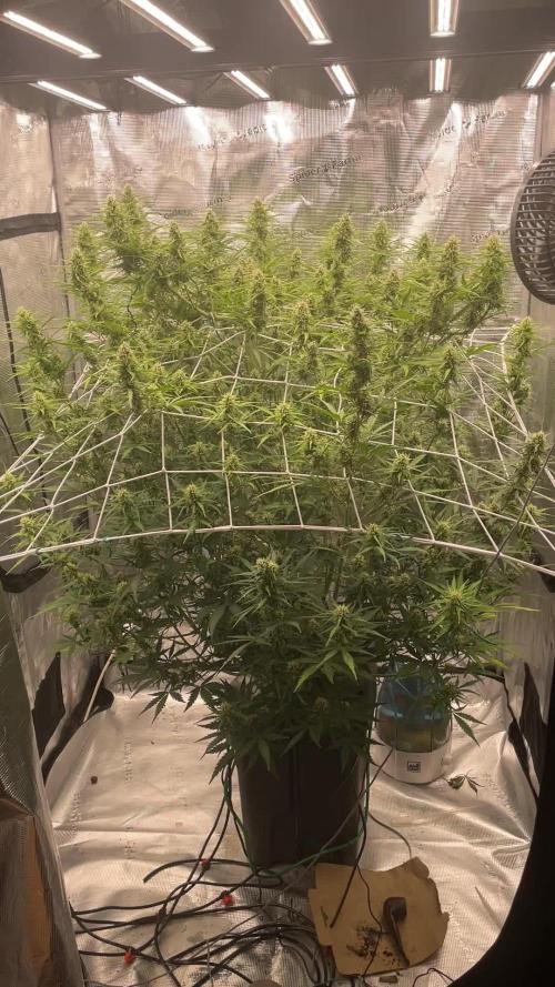 DWC Permanent Jealousy XL auto (Monster)
