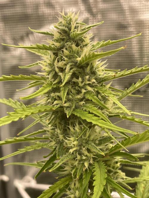DWC Permanent Jealousy XL auto (Monster). Week 8