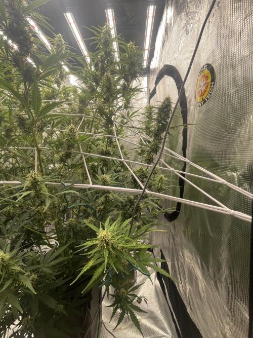 DWC Permanent Jealousy XL auto (Monster). Week 8
