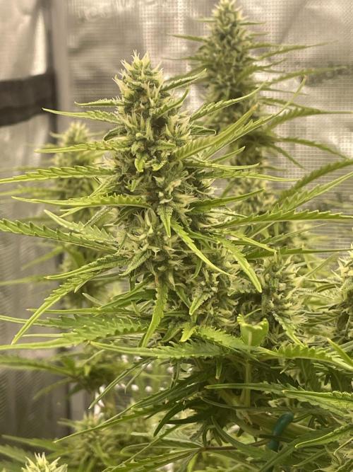 DWC Permanent Jealousy XL auto (Monster). Week 8