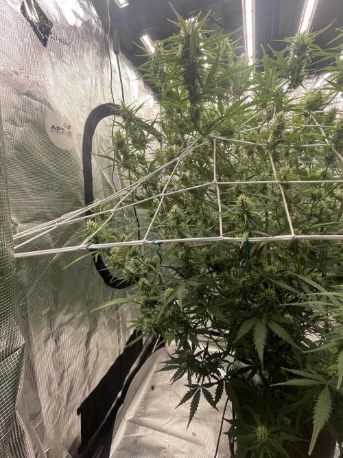 DWC Permanent Jealousy XL auto (Monster). Week 8