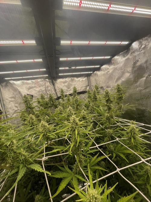 DWC Permanent Jealousy XL auto (Monster). Week 8