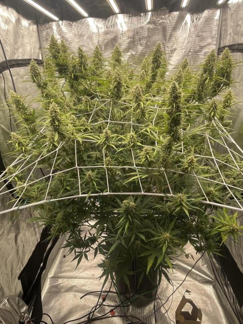 DWC Permanent Jealousy XL auto (Monster). Week 9
