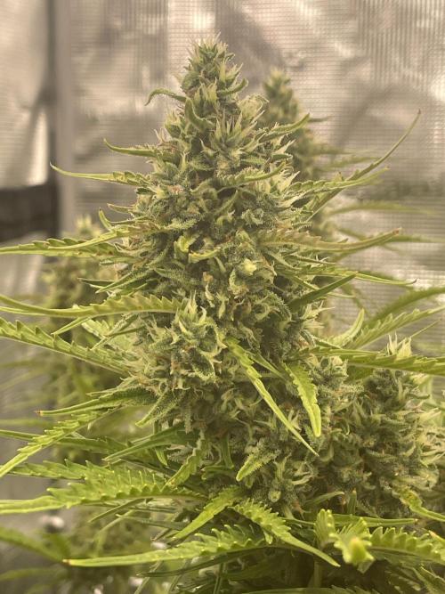 DWC Permanent Jealousy XL auto (Monster). Week 9
