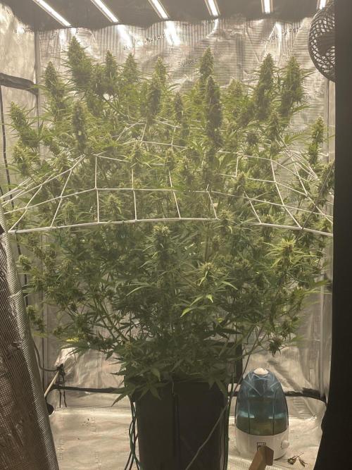 DWC Permanent Jealousy XL auto (Monster). Week 9