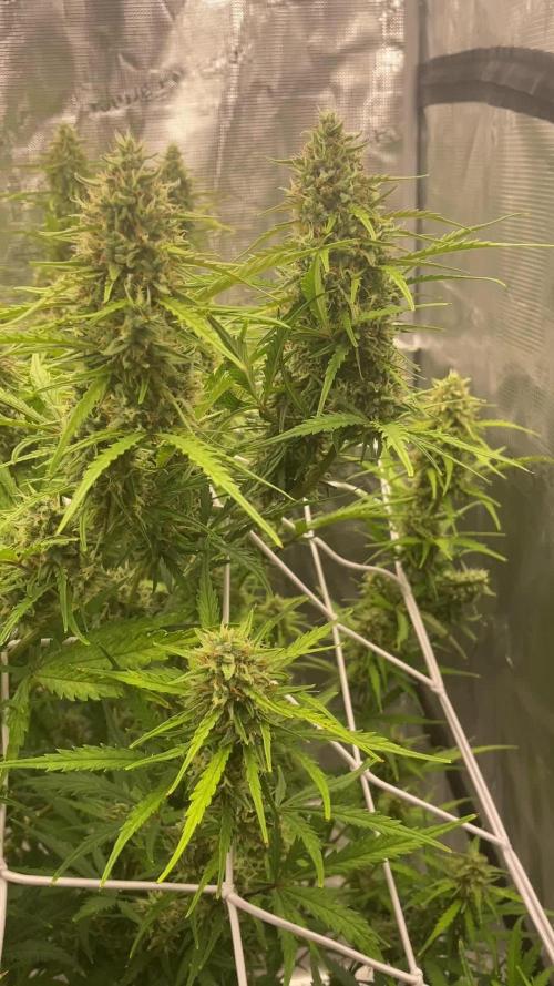DWC Permanent Jealousy XL auto (Monster)