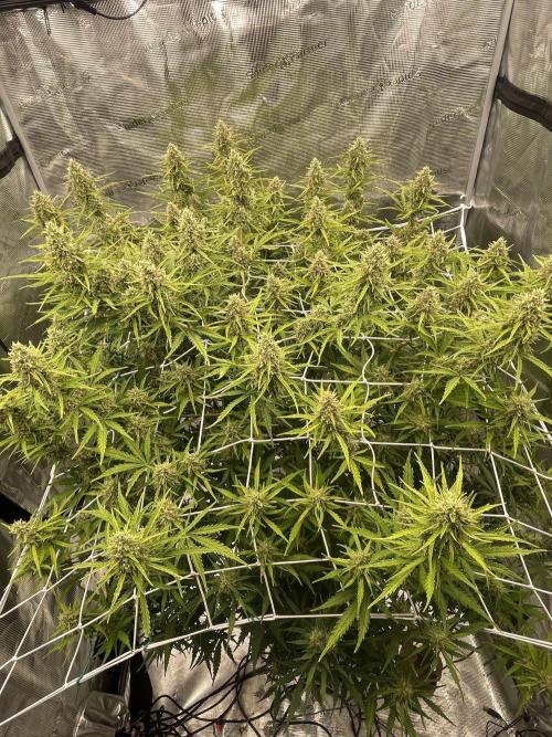 DWC Permanent Jealousy XL auto (Monster). Week 9
