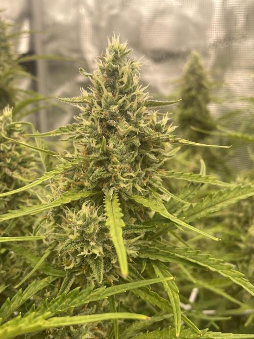 DWC Permanent Jealousy XL auto (Monster). Week 9