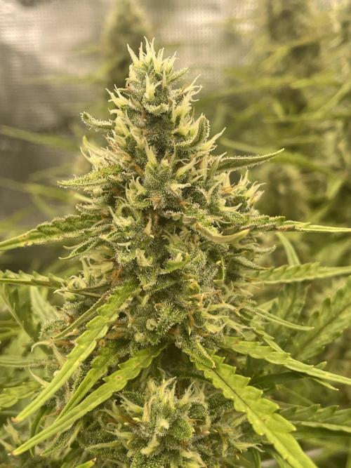 DWC Permanent Jealousy XL auto (Monster). Week 9