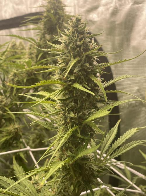 DWC Permanent Jealousy XL auto (Monster). Week 9