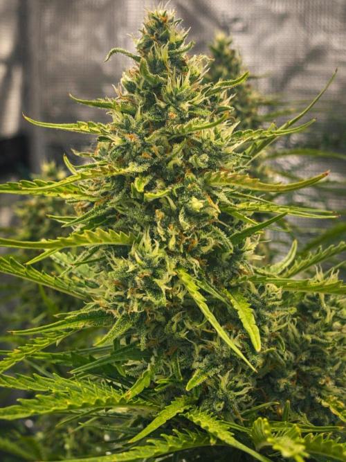 DWC Permanent Jealousy XL auto (Monster). Week 9