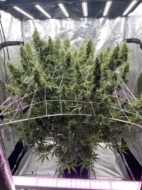 DWC Permanent Jealousy XL auto (Monster). Week 10
