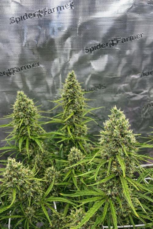DWC Permanent Jealousy XL auto (Monster). Week 10