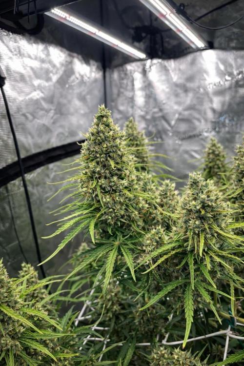 DWC Permanent Jealousy XL auto (Monster). Week 10