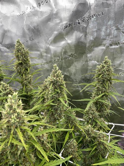 DWC Permanent Jealousy XL auto (Monster). Week 10