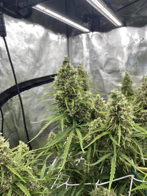 DWC Permanent Jealousy XL auto (Monster). Week 10