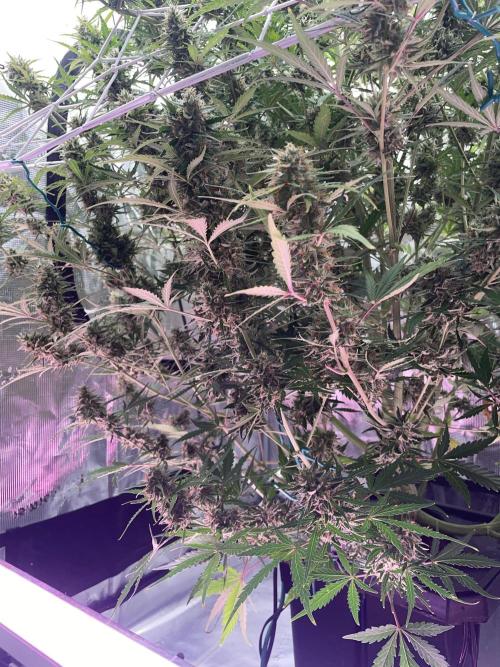DWC Permanent Jealousy XL auto (Monster). Week 10