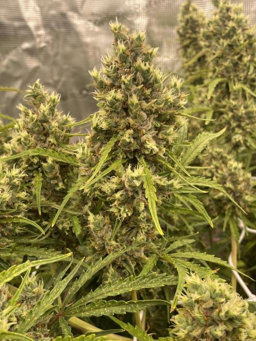 DWC Permanent Jealousy XL auto (Monster). Week 11