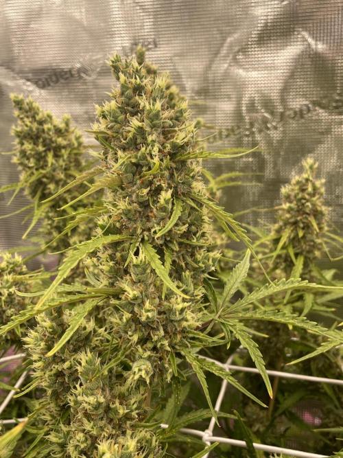 DWC Permanent Jealousy XL auto (Monster). Week 11