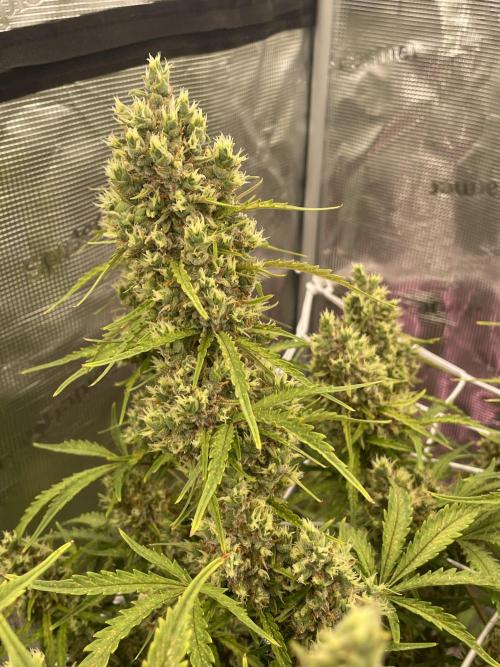 DWC Permanent Jealousy XL auto (Monster). Week 11