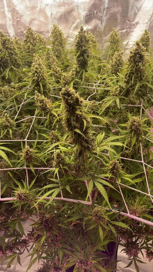 DWC Permanent Jealousy XL auto (Monster)