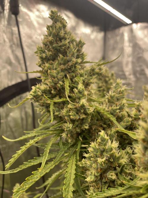 DWC Permanent Jealousy XL auto (Monster). Week 11