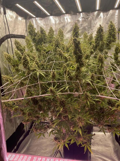 DWC Permanent Jealousy XL auto (Monster). Week 11