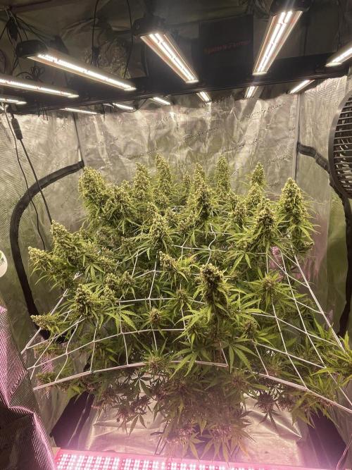 DWC Permanent Jealousy XL auto (Monster). Week 11