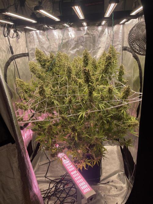 DWC Permanent Jealousy XL auto (Monster). Week 12