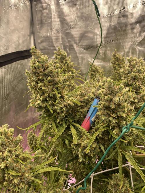 DWC Permanent Jealousy XL auto (Monster). Week 12