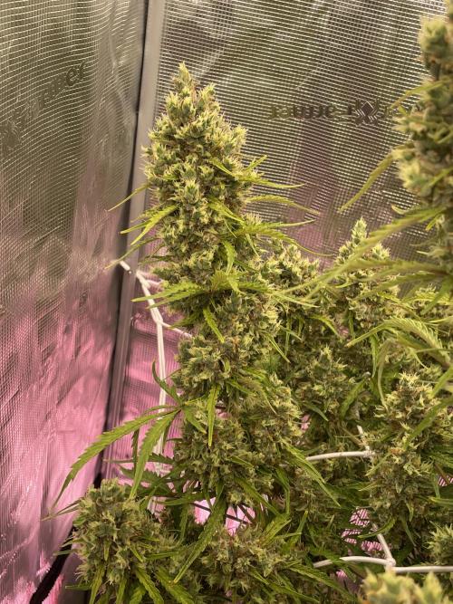 DWC Permanent Jealousy XL auto (Monster). Week 12