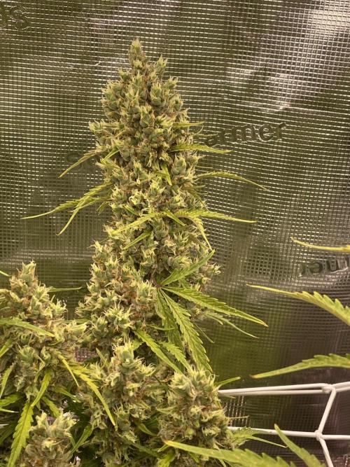 DWC Permanent Jealousy XL auto (Monster). Week 12