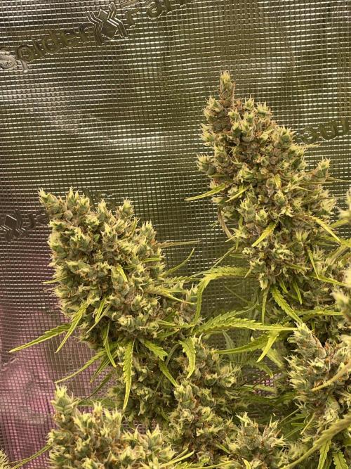 DWC Permanent Jealousy XL auto (Monster). Week 12