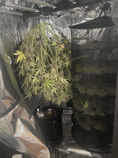 DWC Permanent Jealousy XL auto (Monster). Week 12