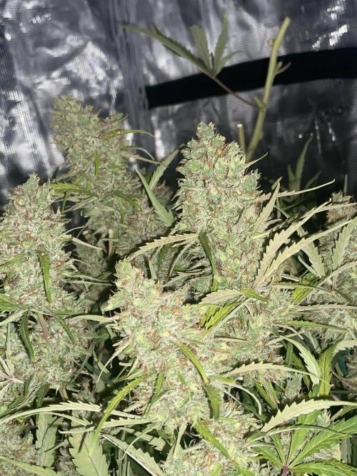 DWC Permanent Jealousy XL auto (Monster). Week 12