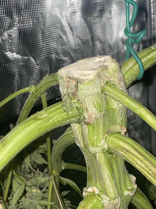 DWC Permanent Jealousy XL auto (Monster). Week 12