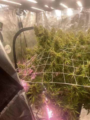 DWC Permanent Jealousy XL auto (Monster)