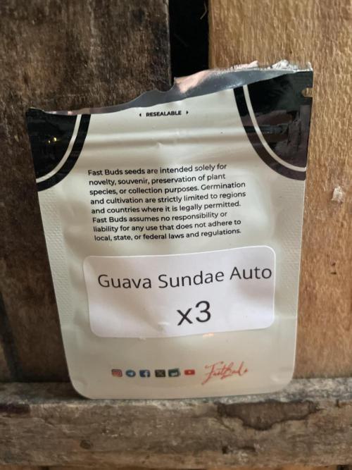 Guava Sundae Auto. Week 0