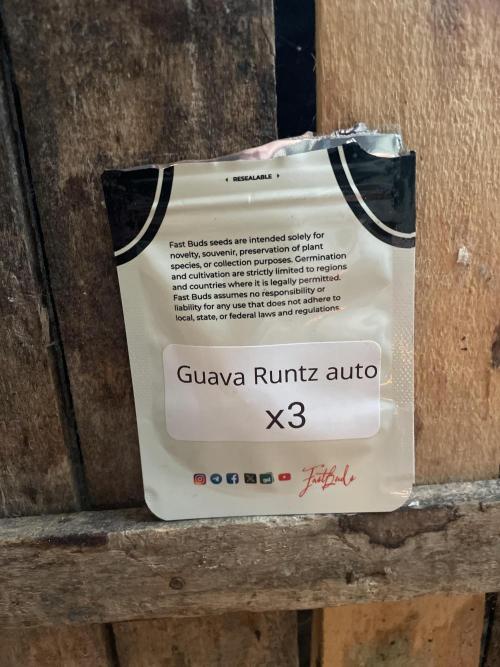 Guava Runtz Auto. Week 0