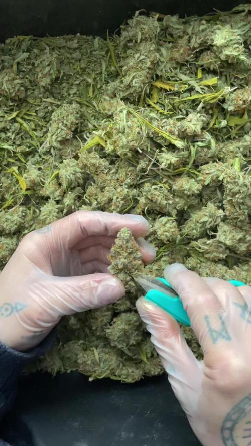 DWC Permanent Jealousy XL auto (Monster)